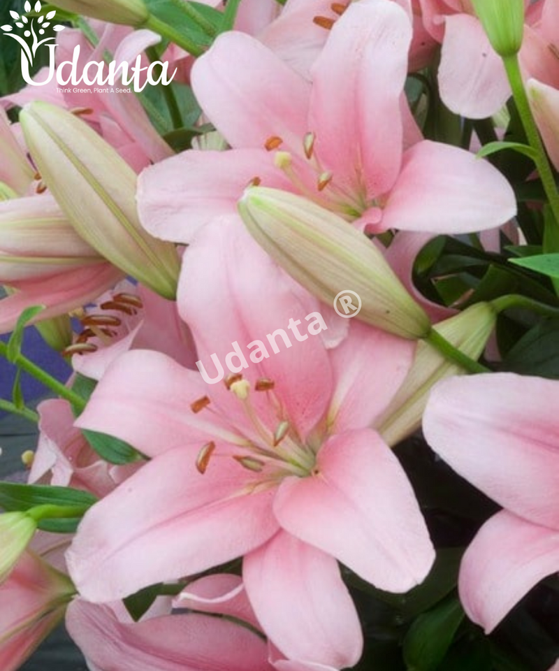 ASIATIC-LILY-PINK-FLOWER-BULBS-BY-PLANTOGALLERY