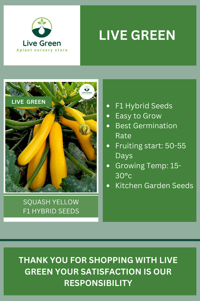 Live Green Zucchini - Squash Yellow F1 Hybrid Vegetable Seeds - Pack of 10 Seeds