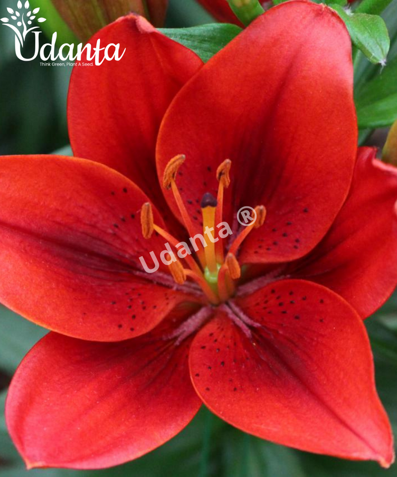 PLANTOGALLERY-RED-ASIATIC-LILY-BULBS