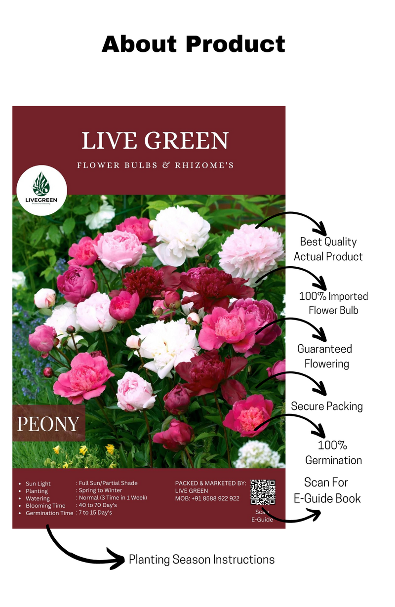 Peony Imported Bulbs - Set of 3pcs (Multicolor) By Live Green