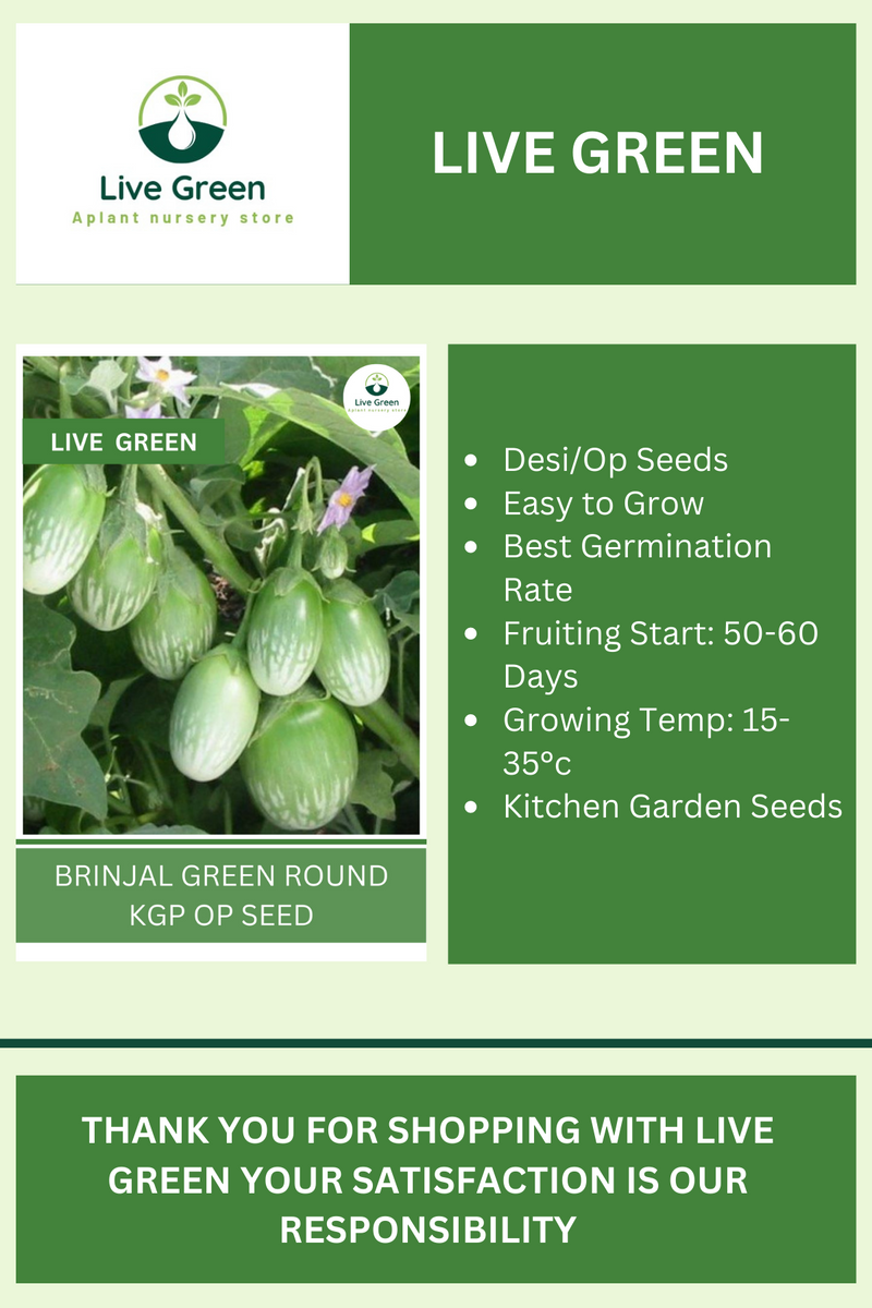 Live Green Brinjal Green Round Vegetable Seeds - Pack of 30 Seeds (OP)