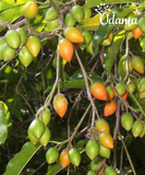 Plantogallery Moulsari - Bukul Tree, Spanish Cherry Plants Seeds