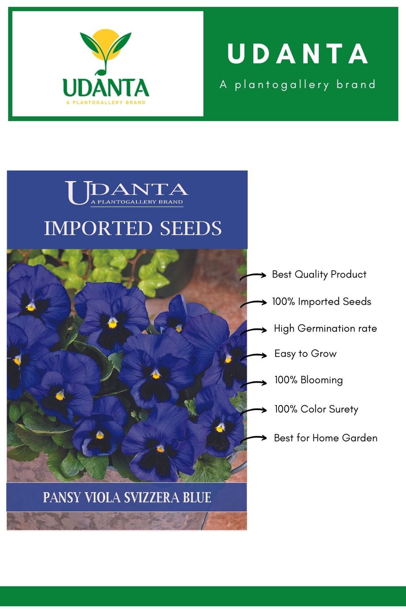 Udanta Imported Flower Seeds - Butterfly Pansy Viola Del Pensiero Giagante Svizzera Blu Imported Flower Seeds - Qty 0.8Gm (Blue)