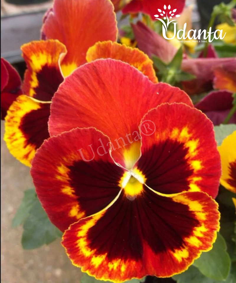 Plantogallery  Pansy Red Hybrid Flower Seeds