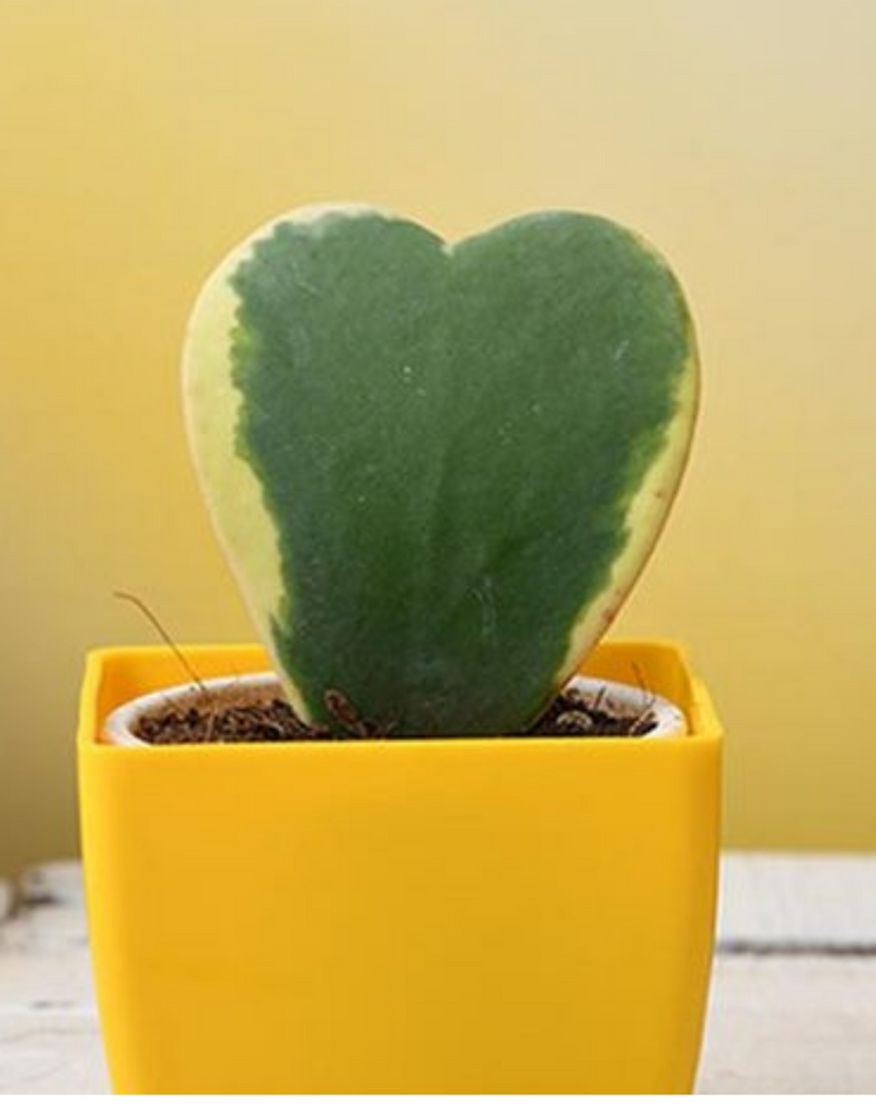 Plantogallery Sweet heart leaf ( Valentine hoya)  plant for gifting