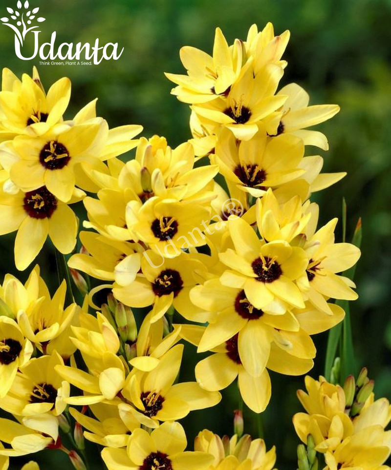 Ixia-flower-bulb-yellow-udanta