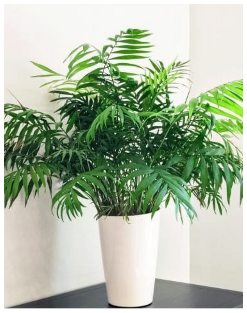Plantogallery I Chamaedorea Palm Indoor Air Purifying Plants Best For Home