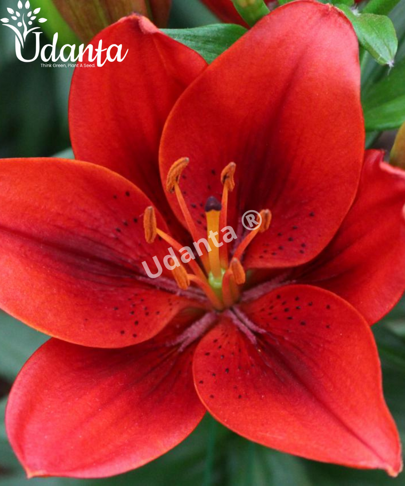 ASIATIC-LILY-RED-BULB-BY-PLANTOGALLERY