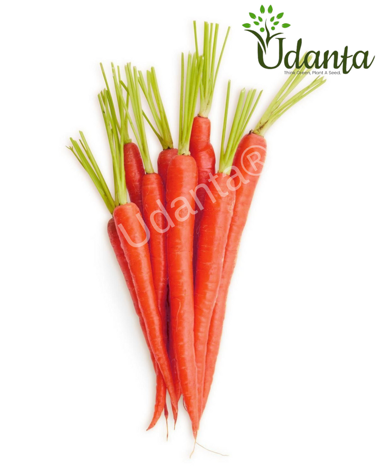 Plantogallery  I Carrot Red Vegetable Seeds For Home Gardening