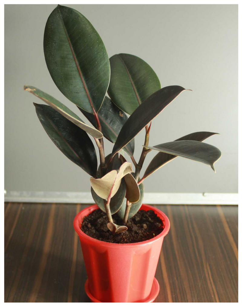 udanta-rubber-live-plant