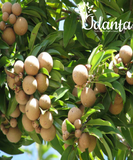 Plantogallery I Chikoo-Pala Fruit Plant Grafted Fruit Plants