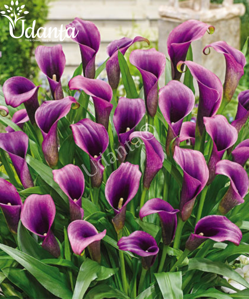 Plantogallery I Calla Lily Purple Flower Bulbs Pack Of 5 Bulbs