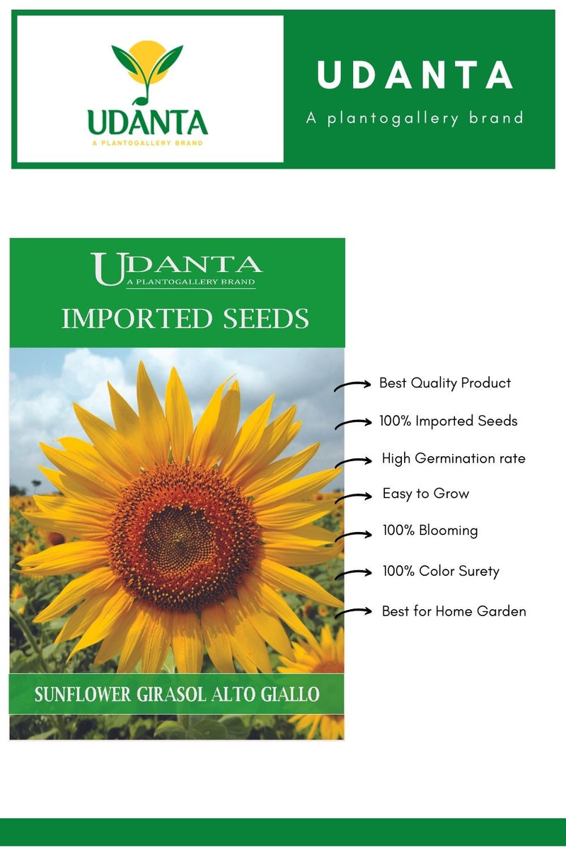 hybrid-sunflower-seeds