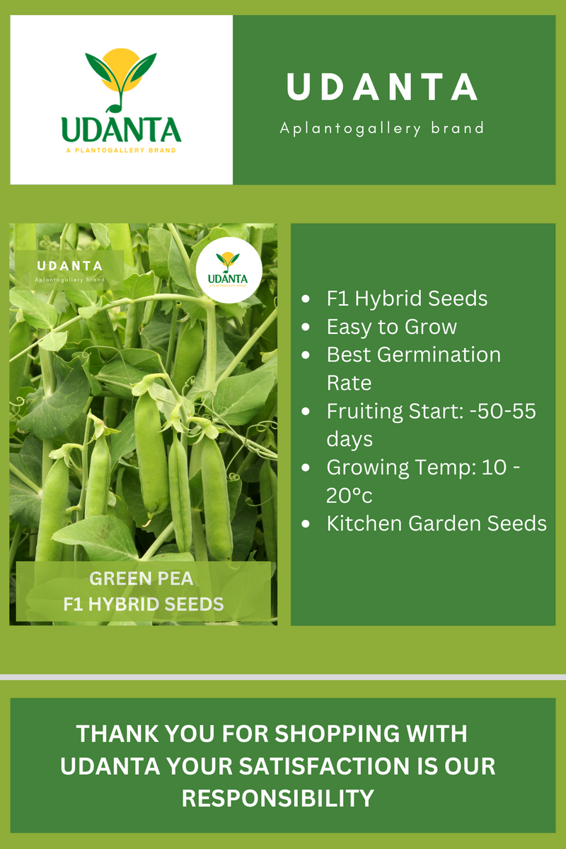 Udanta Seeds Green Pea (Matar) Vegetable F1 hybrid Seeds - Pack of 20 Seeds