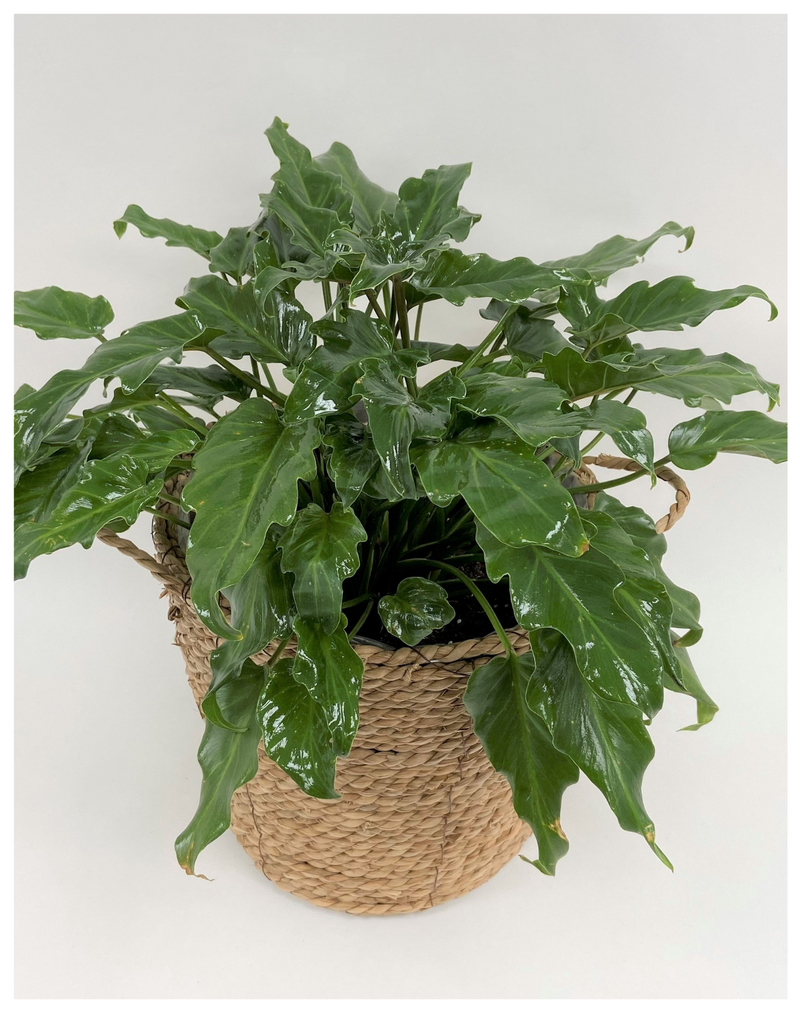 plantogallery-philodendron-air-purify-plant