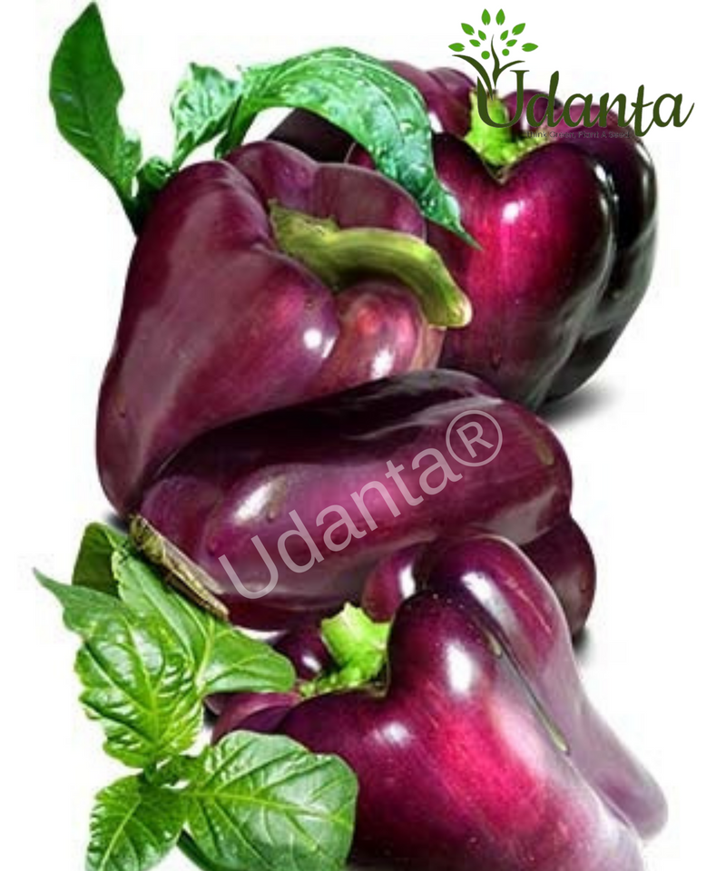 Plantogallery  Capsicum Purple Vegetable Seeds For Home Gardening