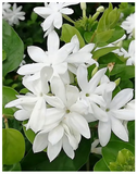 Plantogallery I Chameli White Flower Plant For Home & Terrace Decor