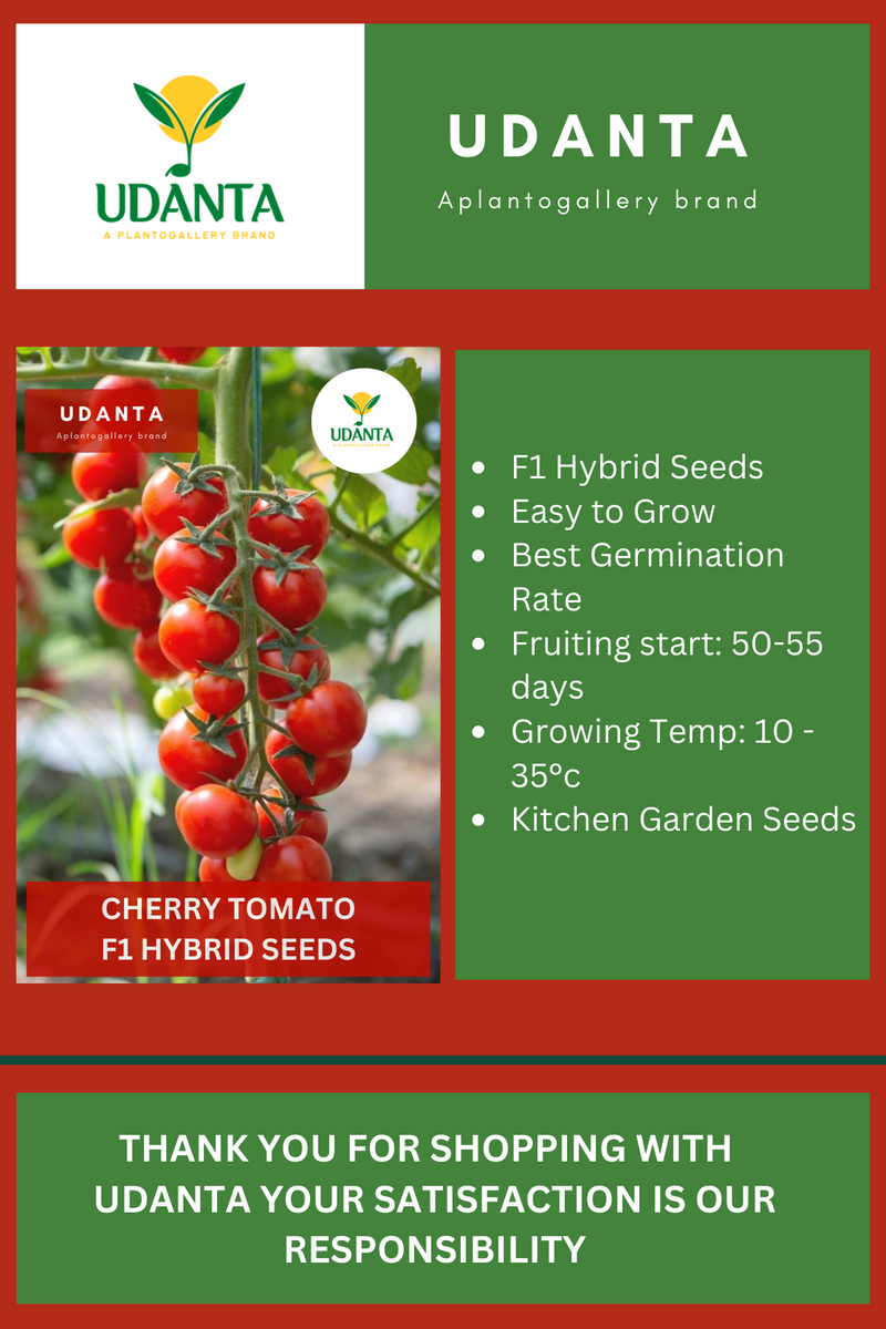Udanta Cherry Tomato Vegetable Seeds For Kitchen Garden Avg 30-40 Seeds Pkts