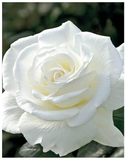 Plantogallery I English White Rose Flower Plant For Planting