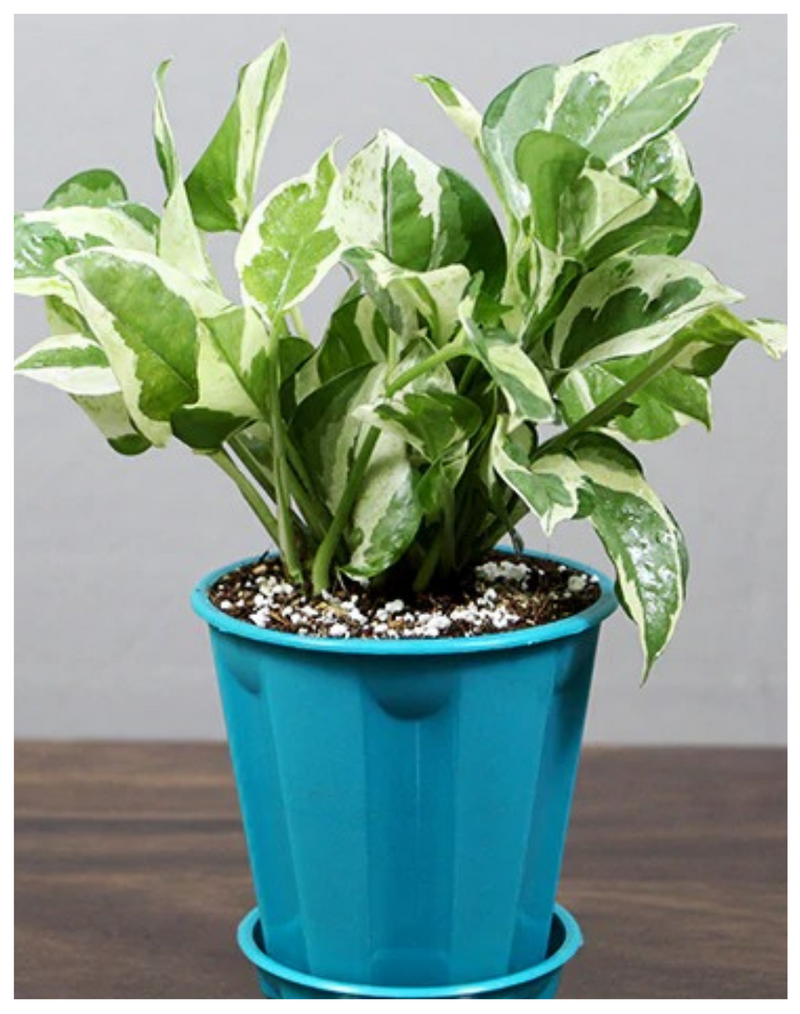 Plantogallery  White Pothos Money Plant Air Purifying Table Top Plants