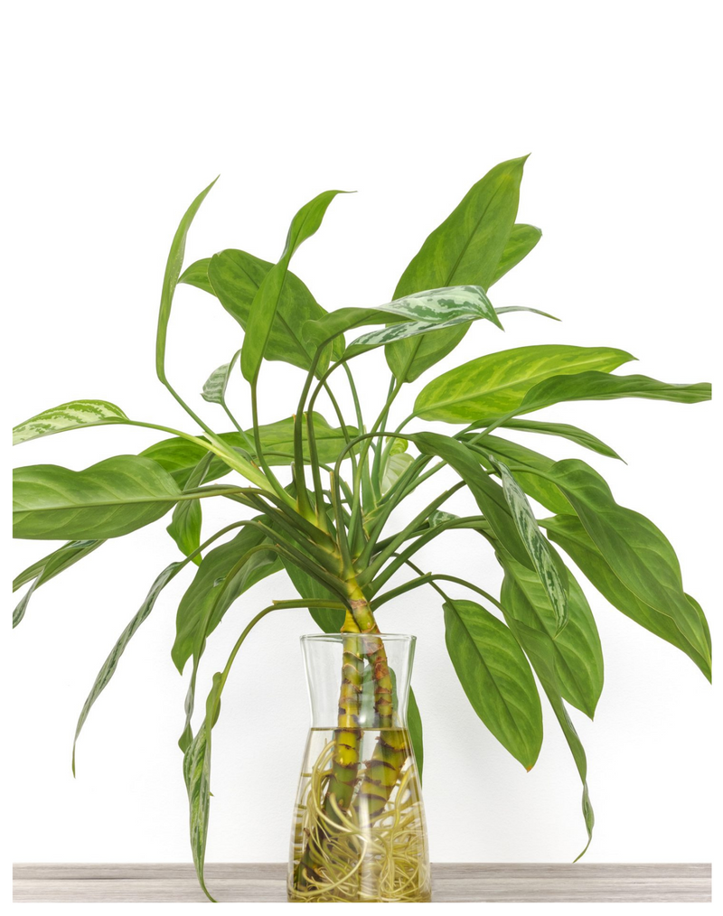 plantoagllery-air-purify-plant