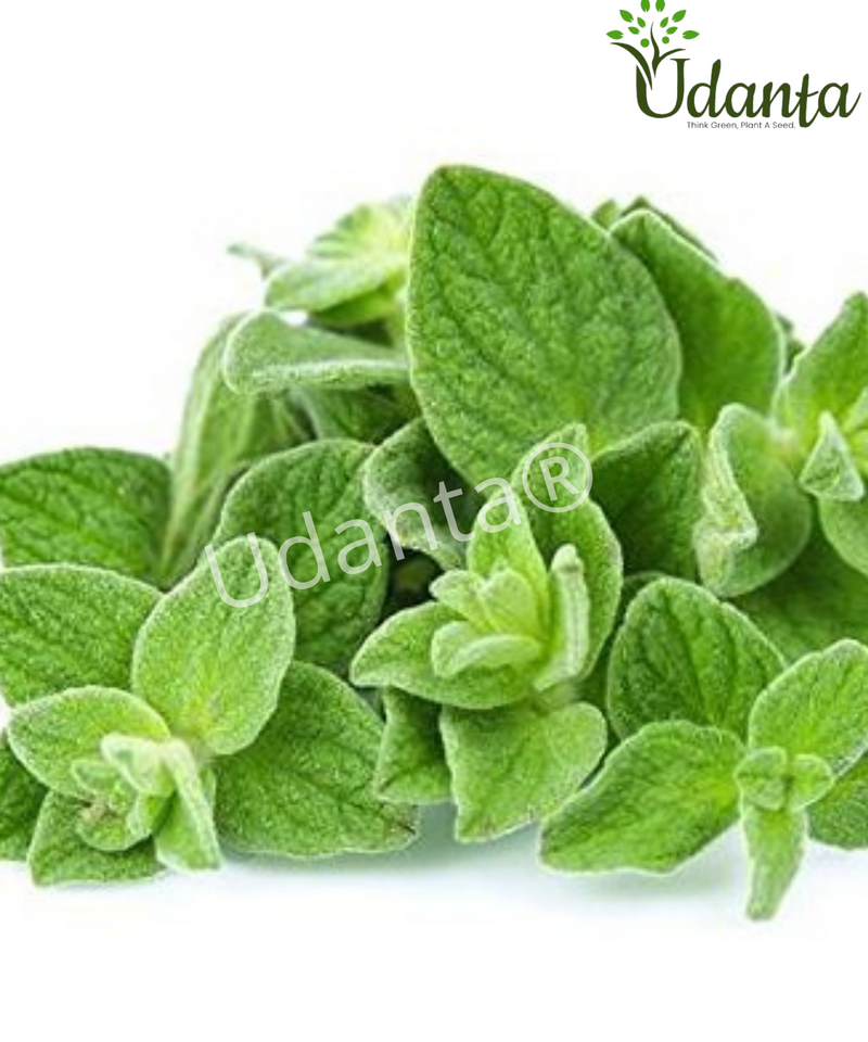 Plantogallery Oregano Herb Seeds