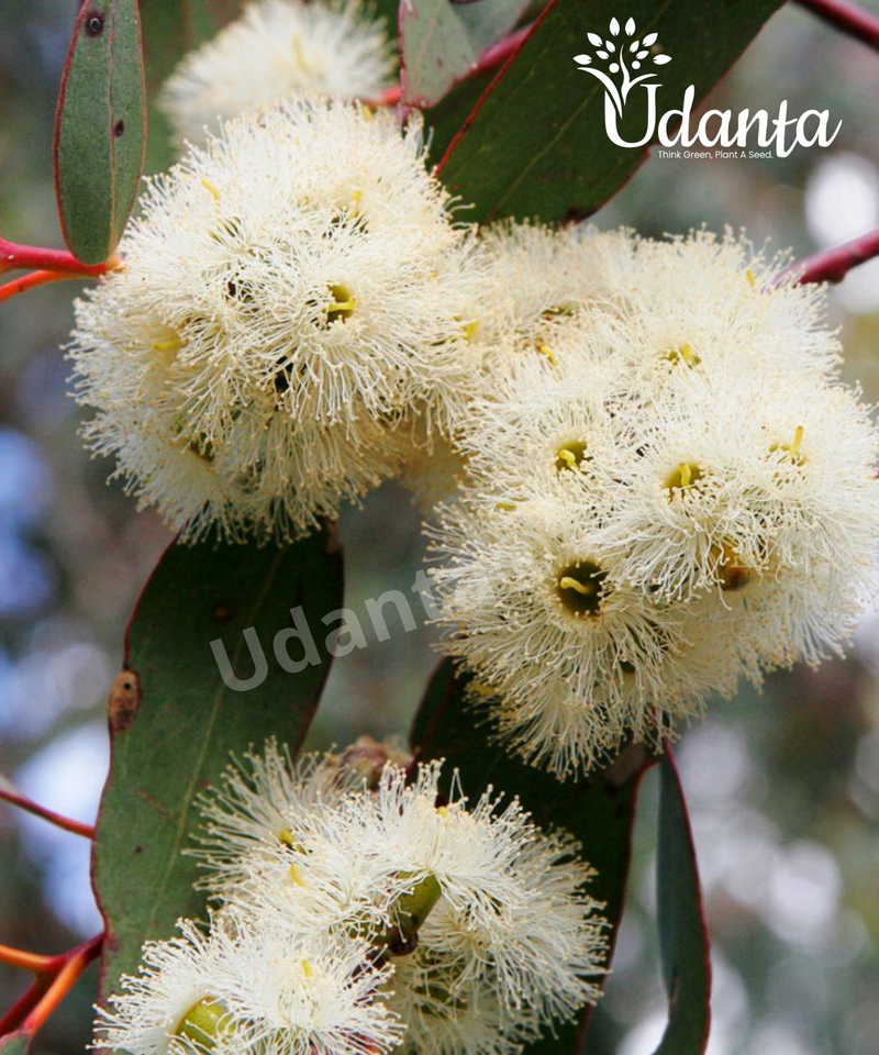 Plantogallery I Eucalyptus White - Safeda Plants Seeds For Home Gardening
