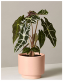 alocasia-mortfontanensis-live-plant