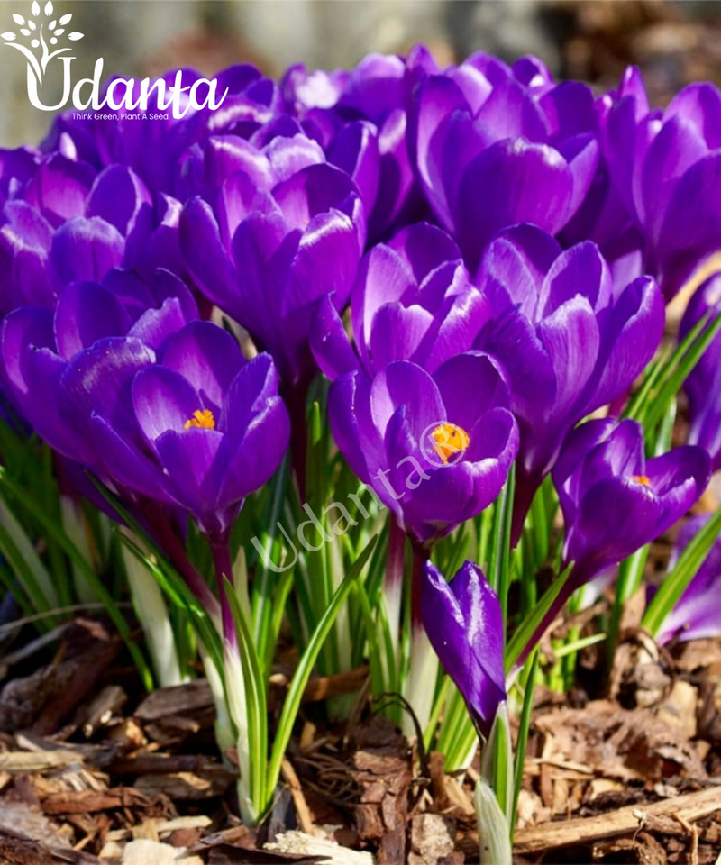 Plantogallery Crocus (FLOWER RECORD ) Imported flower bulbs pack of 5