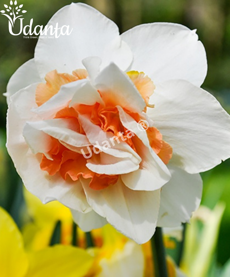 Daffodil-replete-flower-bulb-udanta