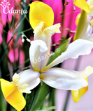 Iris-Apollo-Imported-Flower-Bulbs-Udanta