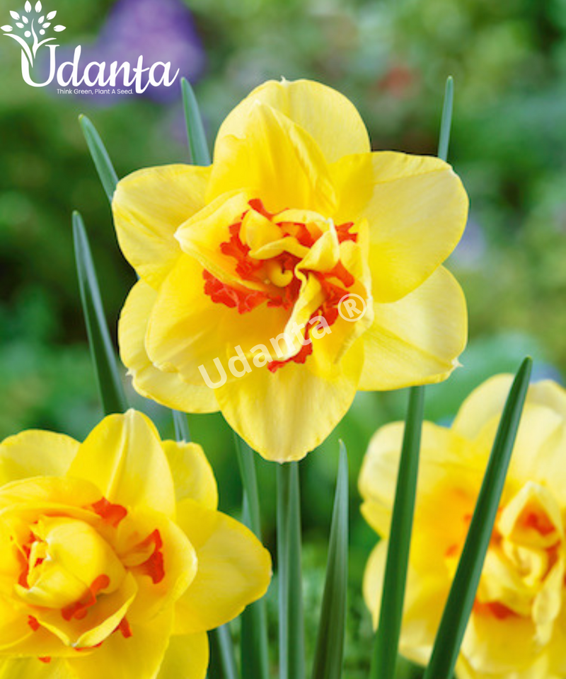Narcissus-Daffodil-tahiti-Imported-Double-Flower-Bulbs