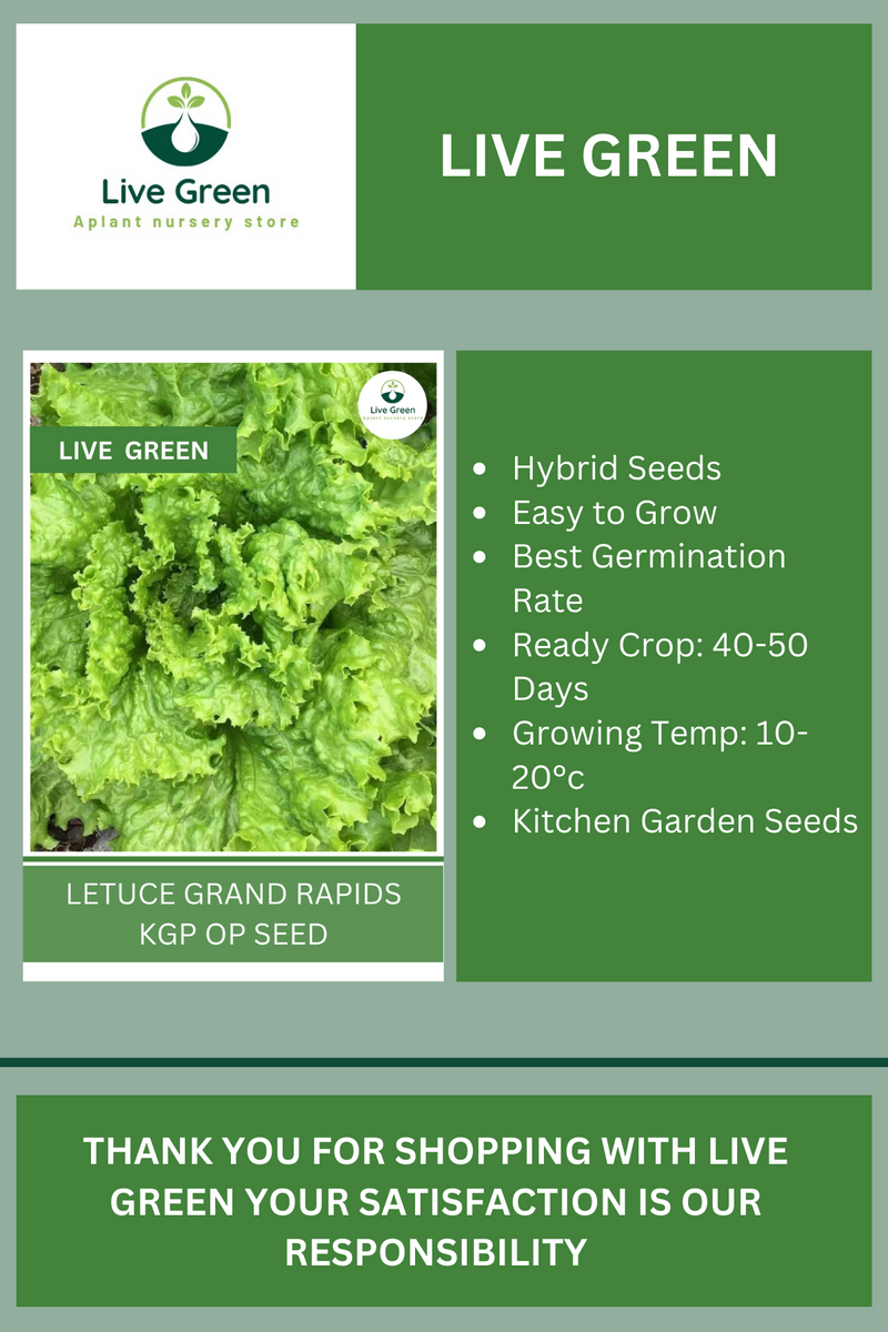 Live Green Lettuce Grand Rapids Vegetable Seeds - Pack of 30 Seeds