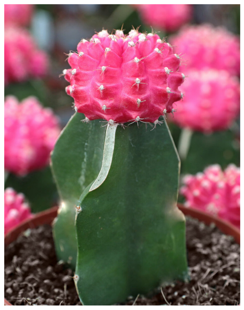 Plantogallery  Ruby ball cactus (red and pink ) flowering plant