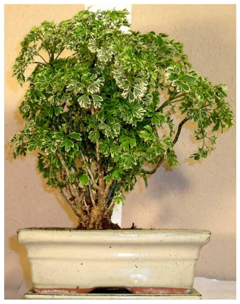 Polyscias-Fruticosa-Variegata-Aralia-Variegated-Mini-Indoor-Plants-plantogallery