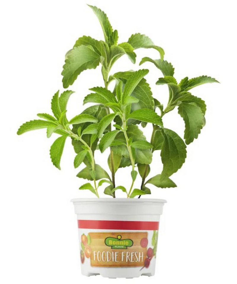 Plantogallery Stevia Sweet Leaves Herb Plant