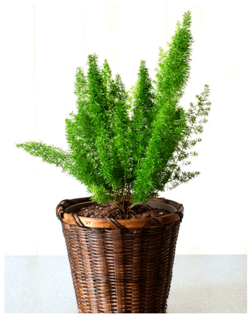 plantogallery-asparagus-meyeri-outdoor-plant