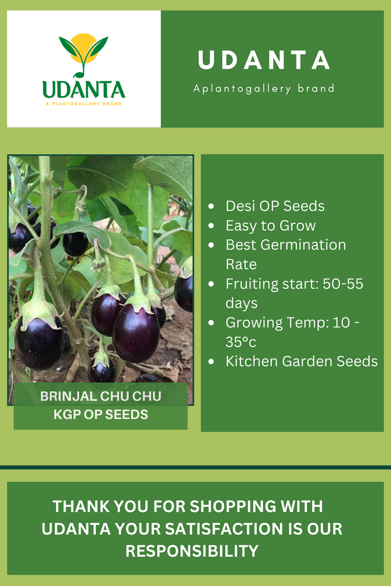 Udanta Brinjal Chu Chu Vegetable Seeds For Kitchen Garden Avg 30-40 Seeds Pkts