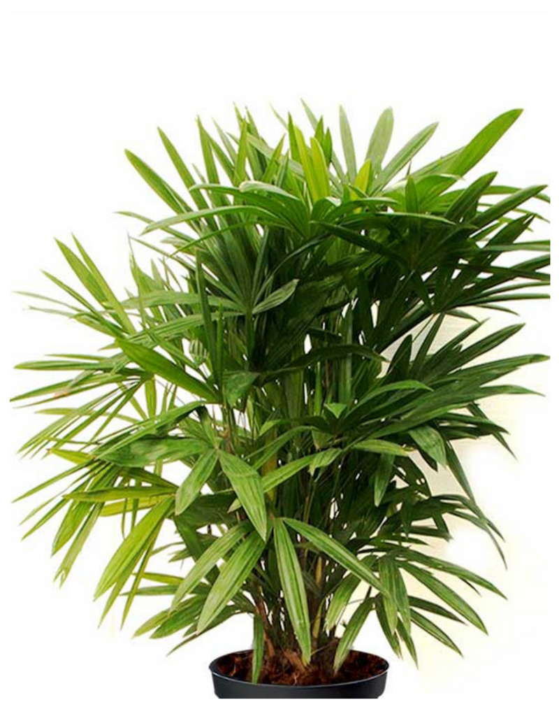 Plantogallery Rhapis Palm Air Purifier Palm For Home Décor And Suitable To Indoor Climate