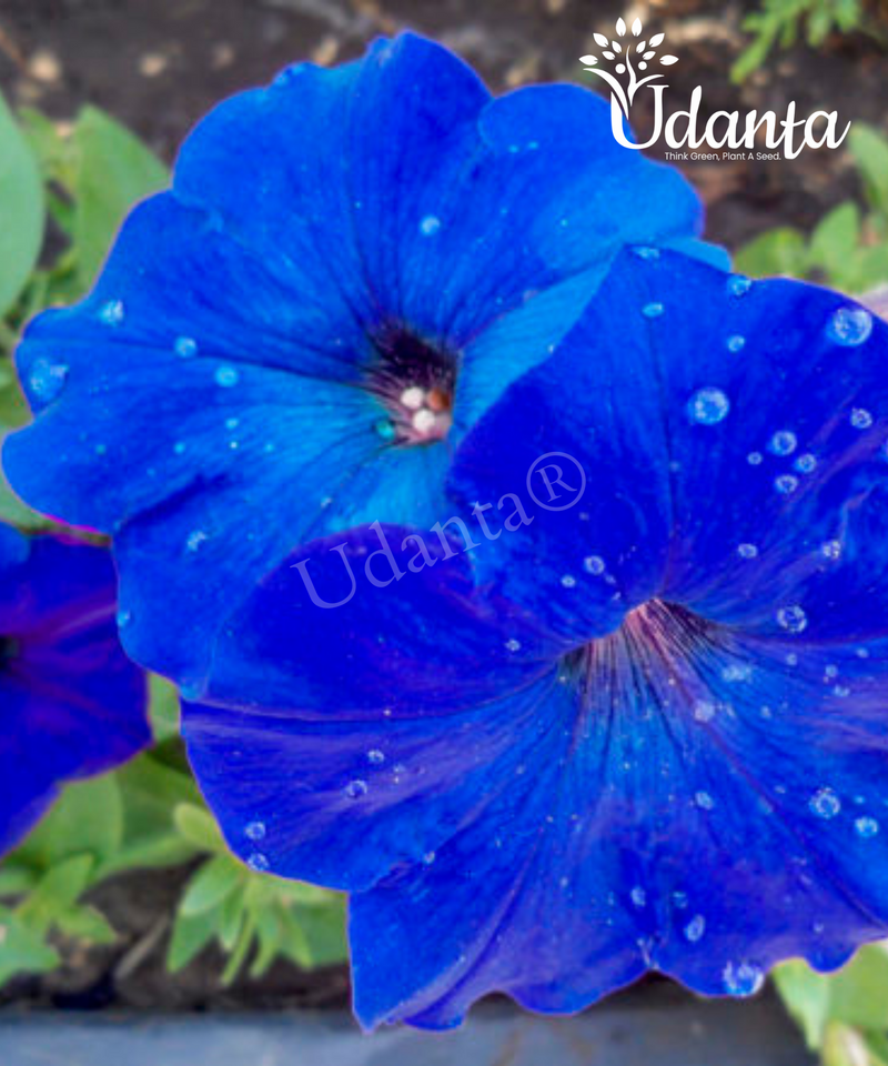 Plantogallery Petunia blue colour F1 hybrid flower pack of 20 seeds