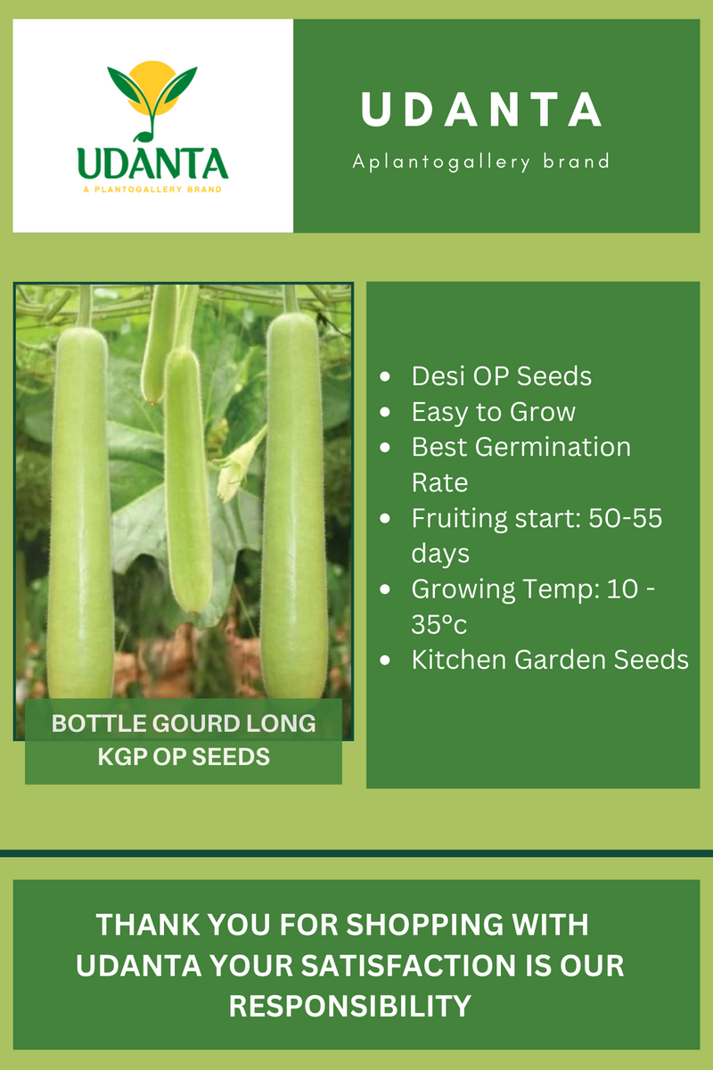 Udanta Bottle Gourd Long Vegetable Seeds For Kitchen Garden Avg 20 Seeds Pkts