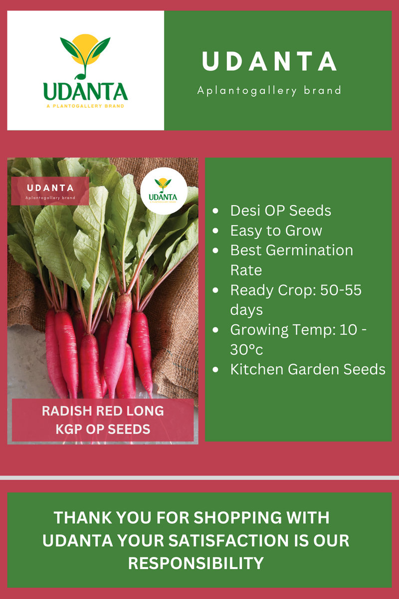 Udanta Radish Red Long Vegetable Seeds For Kitchen Garden Avg 30-40 Seeds Pkts