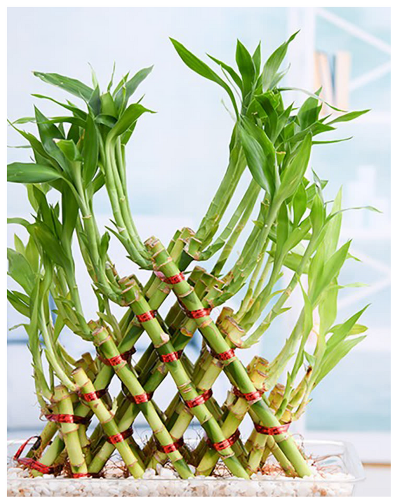 Plantogallery  I Good Luck Bamboo Pyramid For Home Decor