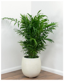 Plantogallery  Chamaedorea elegans, Parlour Palm - Plant