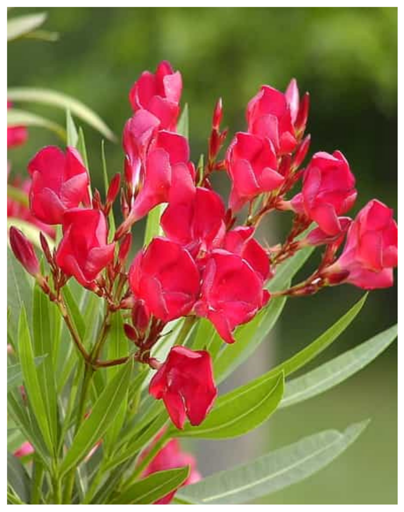 Plantogallery I Kaner Red Flower Plant For All Season Plant For Planting