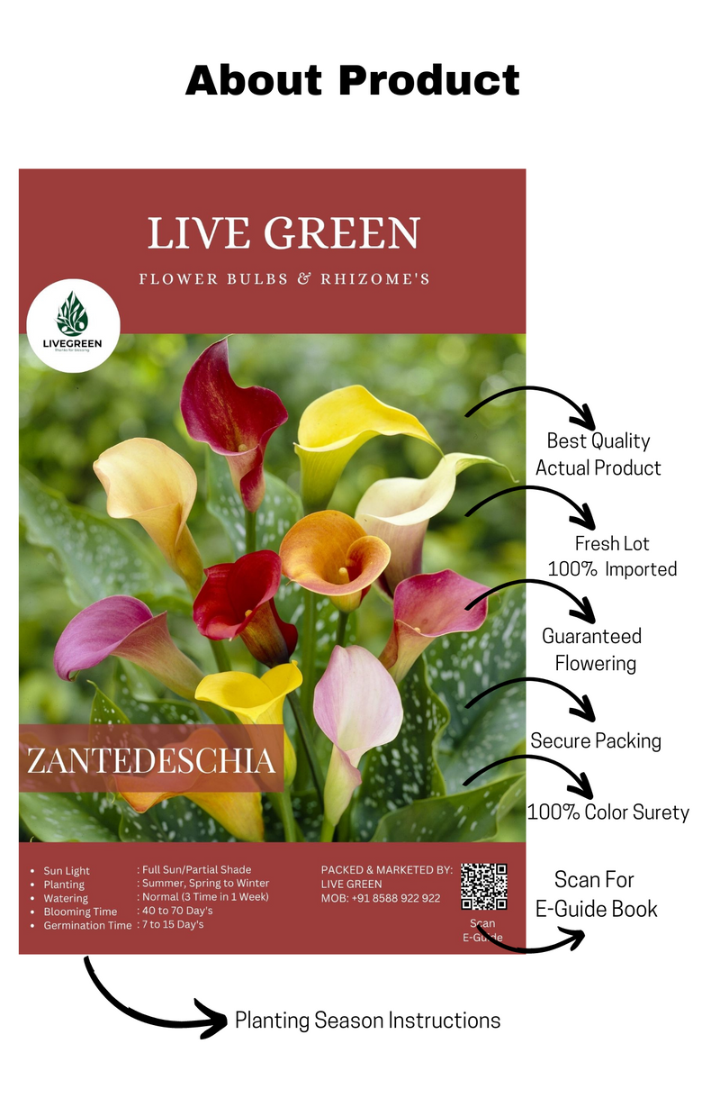Calla Lily Zantedeschia Imported Bulbs - Set of 2pcs (Multicolor) Live Green