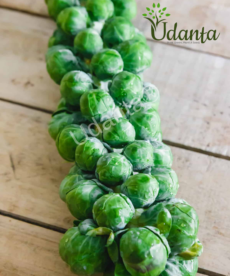 Plantogallery  Brussels Sprouts Vegetable Seeds For Home Gardening