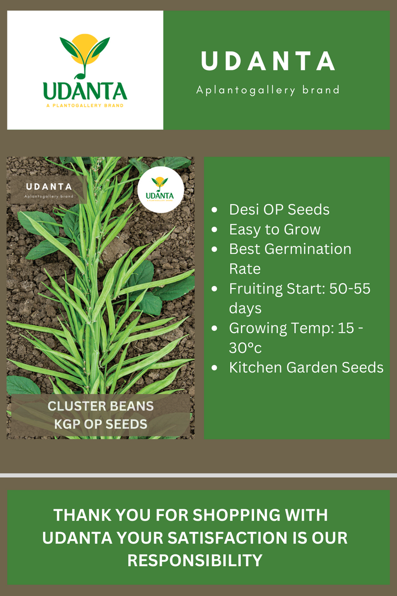 Udanta Cluster Beans Vegetable Seeds For Kitchen Garden Avg 30-40 Seeds Pkts