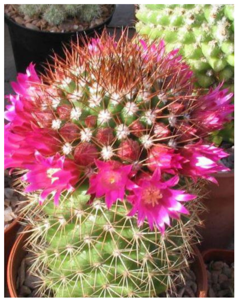 Plantogallery Pincushion cactus I succulent plant