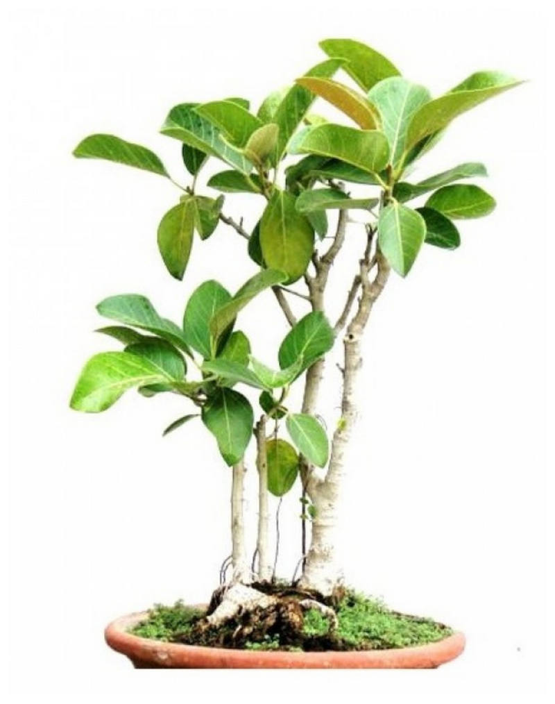 Plantogallery  Banyan tree Bonsai - Plant